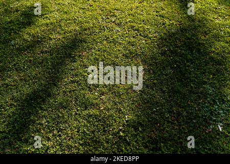 Green evenly cut lawn. Grass near the house or in the park. The texture of the cut lawn. Green grass, desktop background. Stock Photo