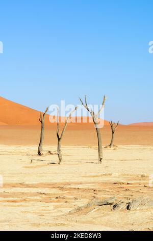Dead Acacia trees and giant sand dunes at Dead Vlei, near Sossusvlei, in the Namib-Nuakluft Park, Namib Desert, Namibia Stock Photo