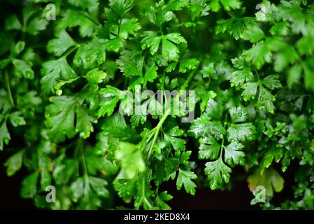 The vibrant parsley plant leaves covered in water drops Stock Photo