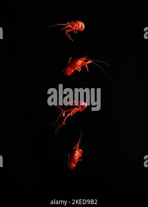 Red boiled crayfish in frozen flight on a black background. Minimalism. Cooking seafood dishes. Recipes for restaurant and home cooking. Stock Photo