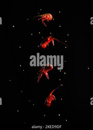 Boiled crayfish in a frozen flight on a black, with grains of salt, background. Seafood dishes. Dietary and vegetarian food, healthy lifestyle. Restau Stock Photo