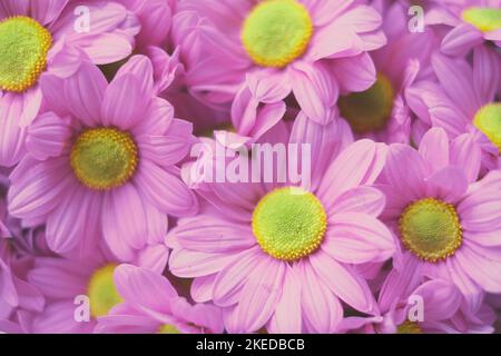 Flowers composition from pink hydrangea flowers. Spring, summer template for your projects. Stock Photo