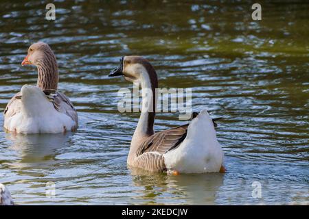 African domestic goose. The African goose is a breed of domestic goose derived from the wild swan goose (Anser cygnoides). Stock Photo