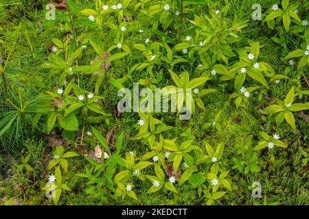 Starflower (Trientalis borealis) in the woodland understory, Killarney Provincial Park, Killarney, Ontario, Canada Stock Photo