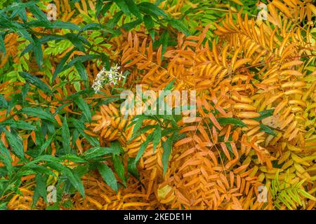 Ostrich fern and aster in autumn, Algonquin Provincial Park, Ontario, Canada Stock Photo