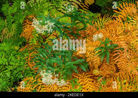 Ostrich fern and aster in autumn, Algonquin Provincial Park, Ontario, Canada Stock Photo