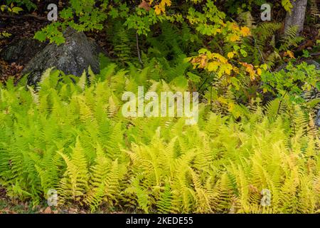 Fern colonies, Crawford Notch State Park, New Hampshire, USA Stock Photo