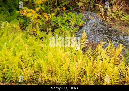 Fern colonies, Crawford Notch State Park, New Hampshire, USA Stock Photo