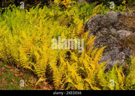 Hay-scented fern colony, Crawford Notch State Park, New Hampshire, USA Stock Photo