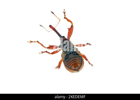 Anthonomus rectirostris or cherry weevil, stone fruit weevil is a major pests of cherry trees Prunus avium, cerasus, mahaleb, padus, spinosa. Stock Photo