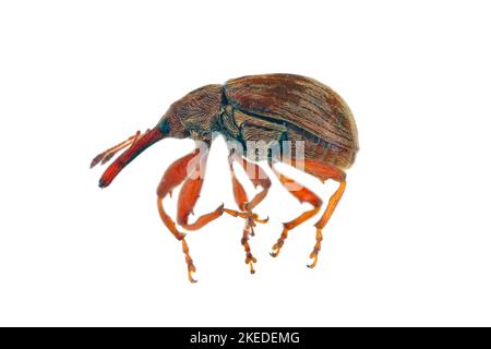 Anthonomus rectirostris or cherry weevil, stone fruit weevil is a major pests of cherry trees Prunus avium, cerasus, mahaleb, padus, spinosa. Stock Photo