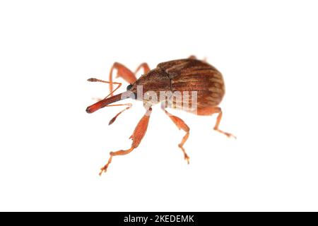 Anthonomus rectirostris or cherry weevil, stone fruit weevil is a major pests of cherry trees Prunus avium, cerasus, mahaleb, padus, spinosa. Stock Photo