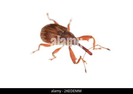 Anthonomus rectirostris or cherry weevil, stone fruit weevil is a major pests of cherry trees Prunus avium, cerasus, mahaleb, padus, spinosa. Stock Photo