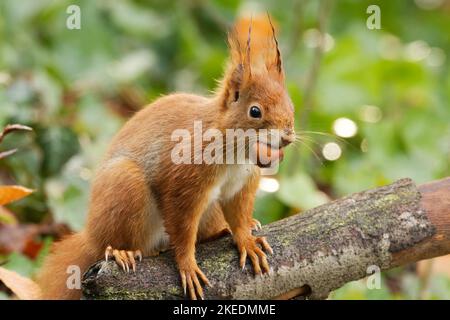 wet squirrel after a rain shower with a hazelnut in its mouth Stock Photo