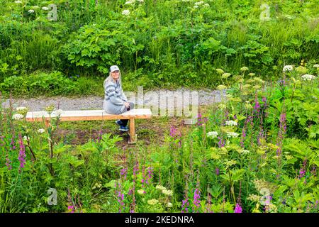 Senior woman seated on bench; Fireweed; Chamaenerion angustifolium; and Cow Parsnip; Heracleum lanatum; Parsley; Apiaceae; Eveline State Recreation Pa Stock Photo