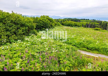 Inviting; empty bench; Fireweed; Chamaenerion angustifolium; and Cow Parsnip; Heracleum lanatum; Parsley; Apiaceae; Eveline State Recreation Park; vie Stock Photo