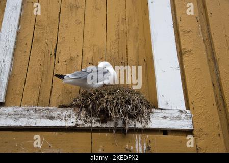 Common gull breeding on a windowsill in Nusfjord at the Lofoten islands in Nordland county in Norway.