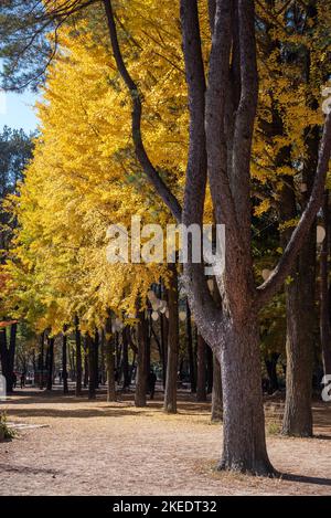 Beautiful Namiseom Nami Island on Han river in South Korea during Autumn season on 1 November 2022 Stock Photo