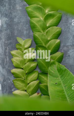 Tropical green leaves grow on gray wall Stock Photo