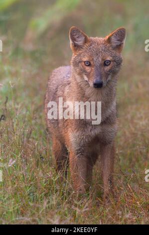 portrait of jackal. The golden jackal, also called common jackal, is a wolf-like canid that is native to Southeast Europe, Southwest Asia Stock Photo