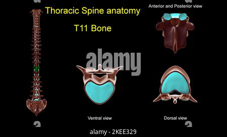 Thoracic spine T 11 bone anatomy for medical concept 3D Illustration with anterior and posterior View Stock Photo