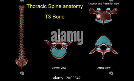 Thoracic spine T 3 bone anatomy for medical concept 3D Illustration with anterior and posterior View Stock Photo