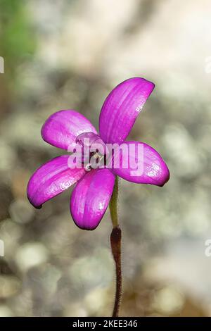 Elythranthera emarginata, Pink Enamel Orchid Stock Photo