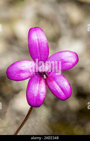 Elythranthera emarginata, Pink Enamel Orchid Stock Photo