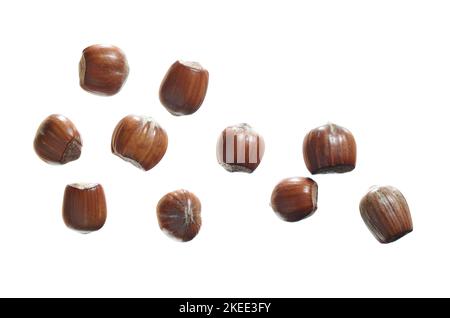 Filberts in shell isolated on a white background, top view Stock Photo