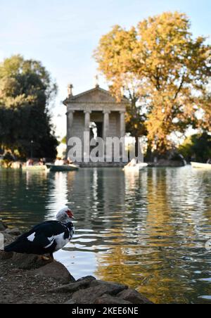 Rome. 11th Nov, 2022. This photo taken on Nov. 11, 2022 shows the autumn view at Villa Borghese in Rome, Italy. Large swathes of northern Italy have this year experienced the hottest October since records began in 1800, Italy's National Research Council said Tuesday. Credit: Jin Mamengni/Xinhua/Alamy Live News Stock Photo