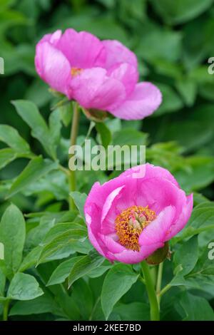 Paeonia humilis, dwarf peony, Paeonia officinalis subsp. humilis, Paeonia paradoxa, Paeonia humilis Stock Photo