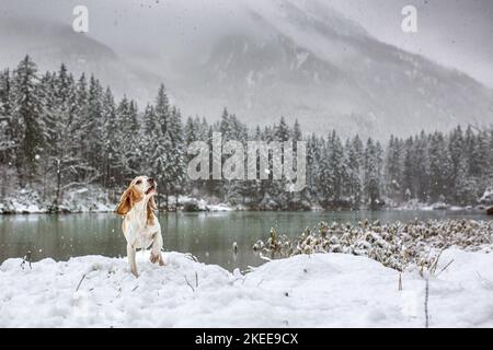 Beagle in the snow Stock Photo