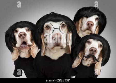 Beagle in costume Stock Photo