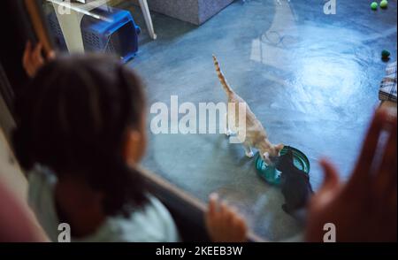 Child, girl or feeding cats in pet adoption center, animal shelter or volunteer community charity for felines. Homeless kittens, pets or eating food Stock Photo