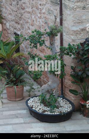 Ficus Benjamina in a pot. Ficus Benjamina Bonsai Stock Photo