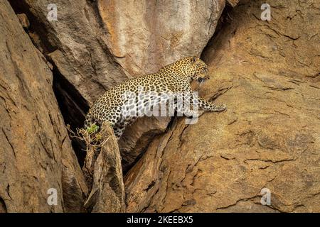 Leopard comes out of cave in rock Stock Photo
