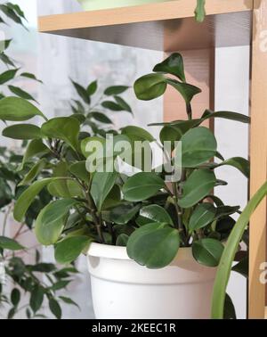 Peperomia obtusifolia or baby rubber plant in a flowerpot on a shelf. green plants for home decor Stock Photo