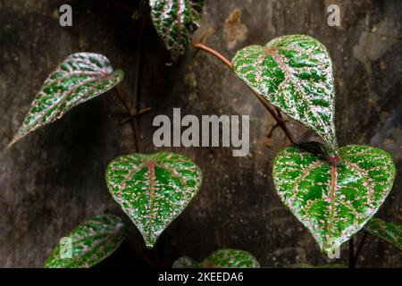 Piper ornatum leaf, Celebes pepper grow leave called Sirih Merah in Indonesia Stock Photo