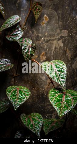 Piper ornatum leaf, Celebes pepper grow leave called Sirih Merah in Indonesia Stock Photo
