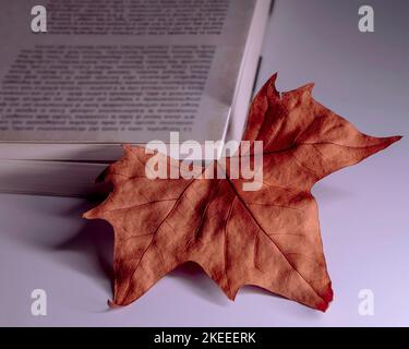 A beautiful dry leaf with autumn colors is used as a bookmark for a large white book Stock Photo