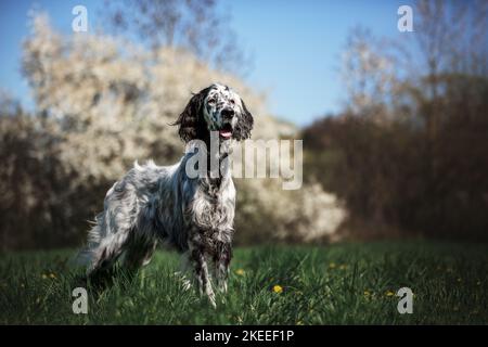 English Setter Stock Photo