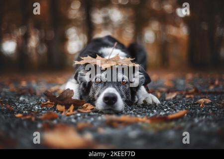 lying Border Collie Stock Photo