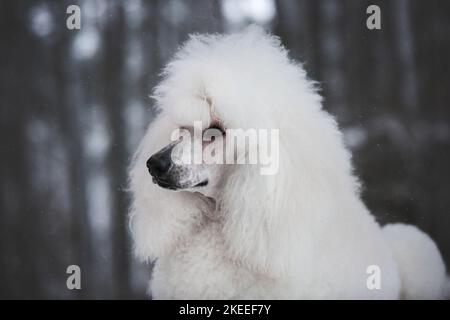 Giant Poodle Portrait Stock Photo