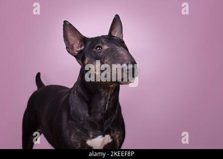 Miniature Bull Terrier in front of pink background Stock Photo