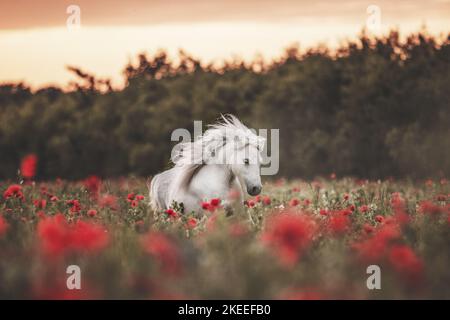 Shetland pony in the poppy field Stock Photo