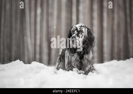English Setter in the winter Stock Photo