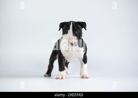 Miniature Bull Terrier Puppy Stock Photo