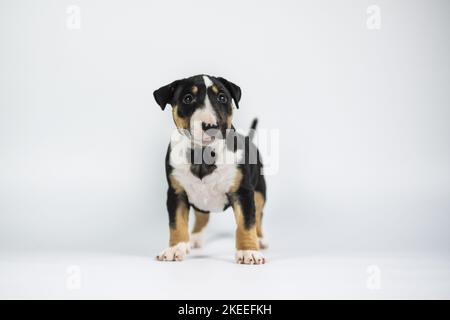 Miniature Bull Terrier Puppy Stock Photo - Alamy