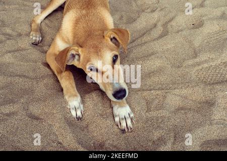 Cute brown dog laying on the sandy beach. Close-up of head and look of a dog in front of camera. Stock Photo