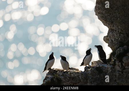 Silhouette of perched Razorbills on a cliff against bokeh background, Bempton, UK. Stock Photo